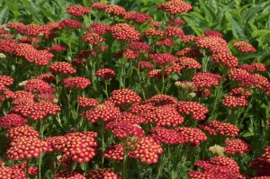 Achillea millefolium ´Desert Eve Red´